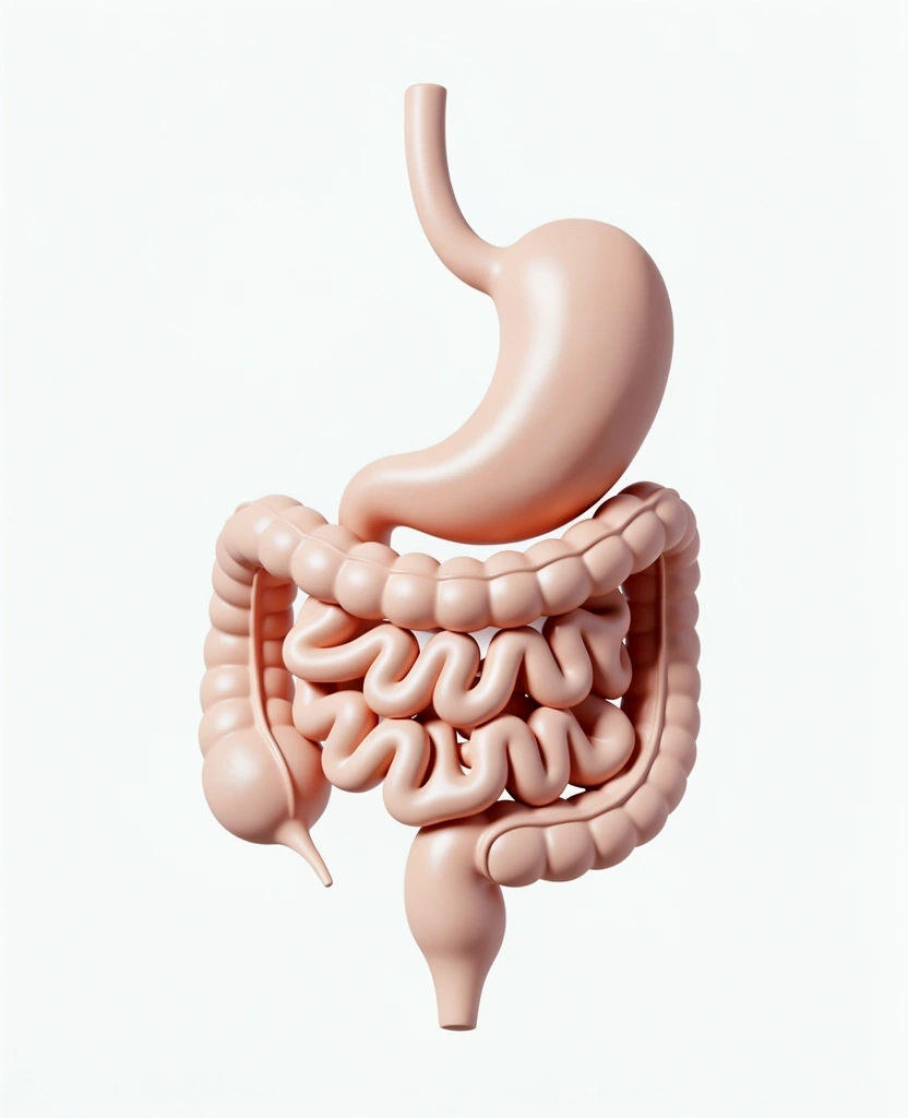 Illustration de bien-être digestif